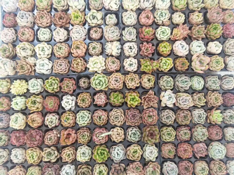 威廉希尔足球官网